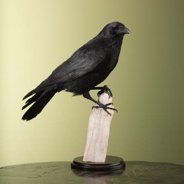 Zwarte Kraai Taxidermie Opgezette Dieren By Max, Ophalen of Verzenden, Nieuw, Vogel, Opgezet dier