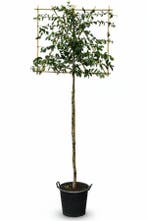 Parrotia persica leiboom 12/14 200cm stam 150b x 120h