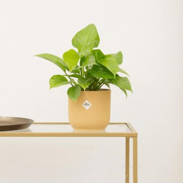 Green Bubble - Homalomena Lemon Lime - 30cm - Ø14 cm, Huis en Inrichting, Ophalen of Verzenden