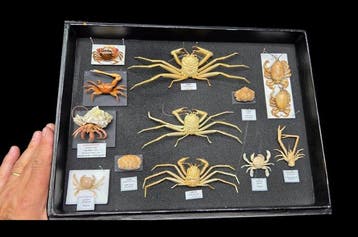 Museum Presentation of 13 good Sea crab- full data and, Nieuw