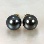 Oorbellen - 18 karaat Geel goud Parel - Tah RD Ø10,5×11 mm, Nieuw