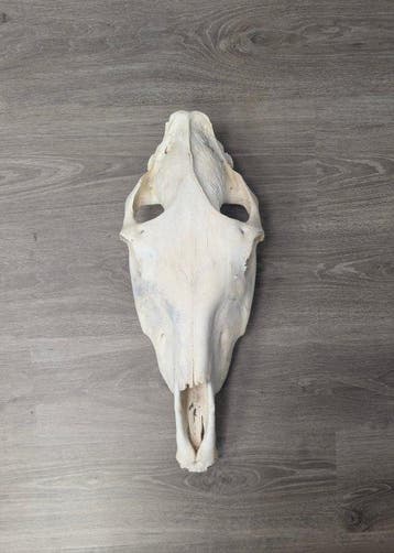 Paard Schedel - Caballo - 15 cm - 15 cm - 60 cm - (1)