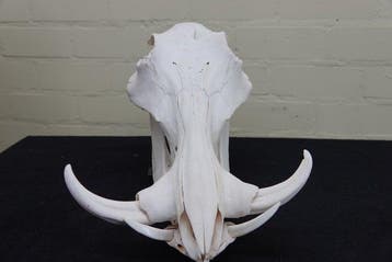 African Warthog Schedel - Phacochoerus africanus - 0 cm - 23, Nieuw