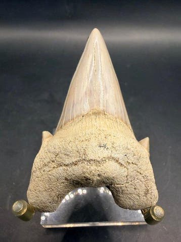 Haai - Fossiele tand - Otodus obliquus - 6.3 cm (Zonder