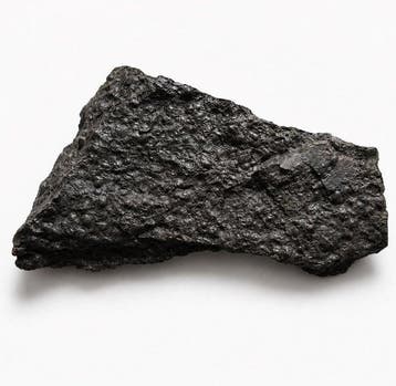 Trilobiet - Gefossiliseerd dier - Agnostus pisiformis - 11