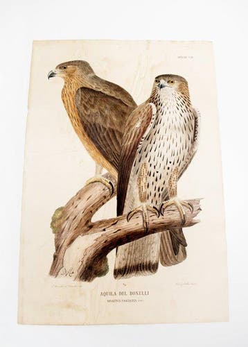 Giglioli/Manzella - Iconografia della Avifauna Italica N.