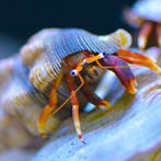 Calcinus Tibicen Orangeclaw (Heremietkreeft), Ophalen of Verzenden, Nieuw