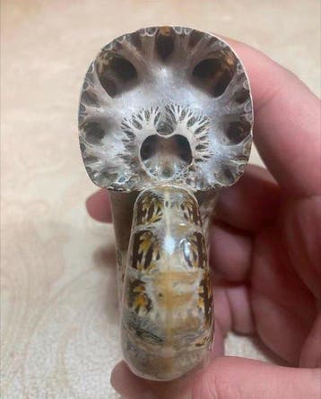 Gefossiliseerd dier - The fractal growth pattern of an