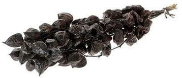 Physalis Zwart Lampionnetjes 70 cm in hoes, Ophalen of Verzenden, Nieuw