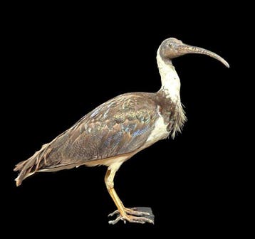 Australische strohnekibis - taxidermied vogel op houten, Nieuw