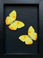 Vlinder Taxidermie volledige montage - Phoebis philea - 18