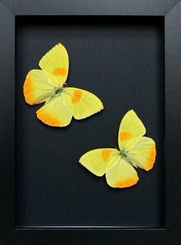 Vlinder Taxidermie volledige montage - Phoebis philea - 18
