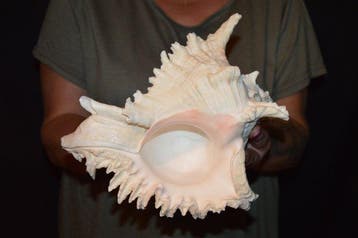 Zeeslak Zeeschelp - S-450 CHICOREUS RAMOSUS, Nieuw