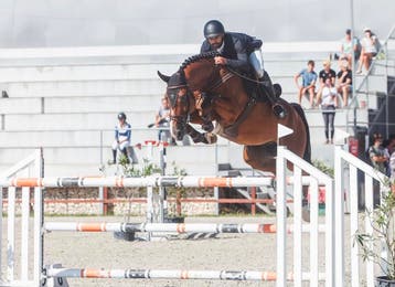 **Verkoop | Training | Springpaarden ***, Springpaard, B, 7 tot 10 jaar, Meerdere dieren