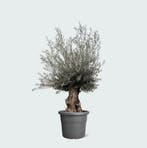 Green Bubble - OEBON80IR Olijfboom Olea Europaea bonsai XXL, Ophalen of Verzenden