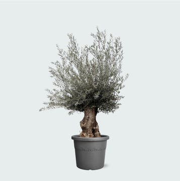 Green Bubble - OEBON80IR Olijfboom Olea Europaea bonsai XXL, Ophalen of Verzenden