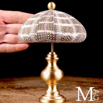 Een zee-egel op een elegante basis van brons. Taxidermie, Verzamelen