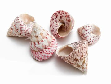 Troca Maculata Schelpen 650 gram, Ophalen of Verzenden, Nieuw