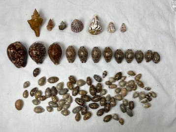 Gastropode Zeeschelp - Cypraea tigris, Trochus maculatus,