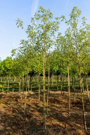 Acer negundo Flamingo hoogstam 18/20