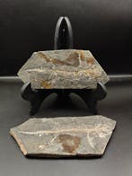 Gefossiliseerd dier - salamander - 13 cm, Verzamelen