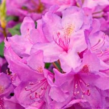 Rododendron Cataw.Grandiflorum container (C4) Sierplanten, Verzenden, Overige soorten, Struik
