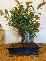 Vijgenboom bonsai (Ficus) - Hoogte (boom): 40 cm - Diepte, Antiek en Kunst