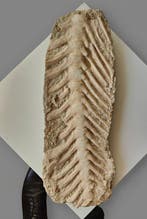 Authentiek natuurlijke mosasaurusstaart — Einde in Matrix -