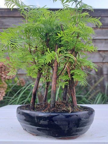 metasequoia bos in bonsaischaal - Hoogte (boom): 22 cm -