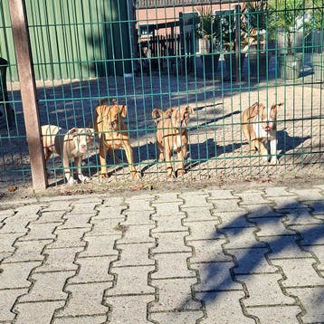 Old English Bulldog pups! Mogen mee!, Parvo, Nederland, 8 tot 15 weken, Bulldog