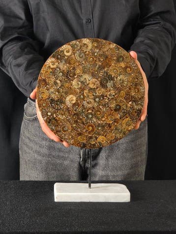 Ammoniet - Gefossiliseerd dier - Aioloceras (Cleoniceras)