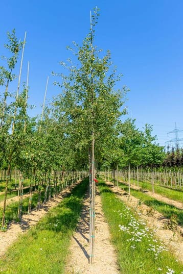 Malus sylvestris hoogstam 20/25