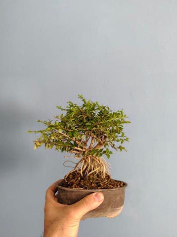 bonsai van kamperfoelie - Hoogte (boom): 15 cm - Diepte