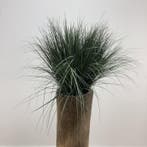 Palmvaas met kunstrietgras, hoogte 175 cm, Huis en Inrichting, Kamerplanten, Ophalen of Verzenden