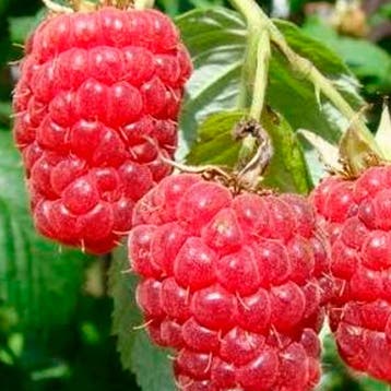 Zomerframbozencollectie – 3 Planten, Verzenden