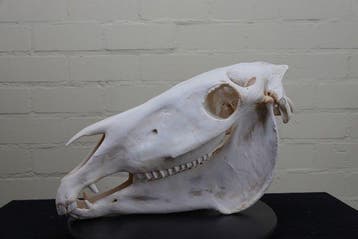 Steppezebra Schedel - Equus quagga - 45 cm - 29 cm - 20 cm-, Nieuw