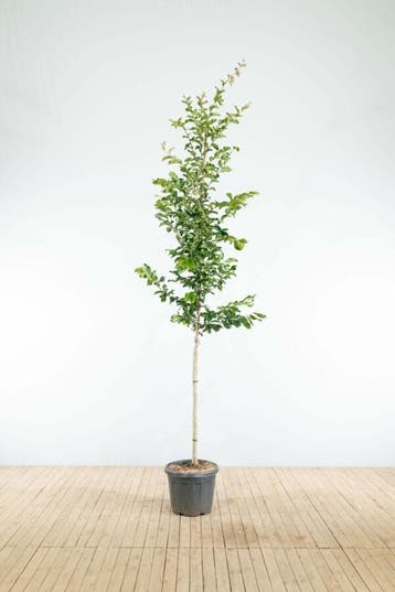 Parrotia persica Vanessa hoogstam 20/25
