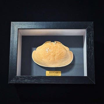Krab Taxidermie wandmontage - Calappa philargius - 3 cm - 10
