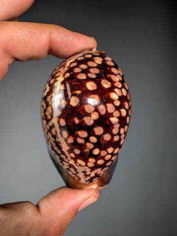 Verzamelbare schelp - Cypraea mauritiana – Donker Zeeschelp, Nieuw