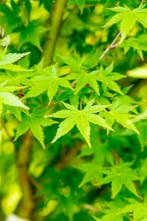 Acer palmatum hoogstam 18/20