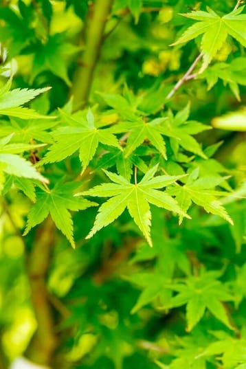 Acer palmatum hoogstam 18/20