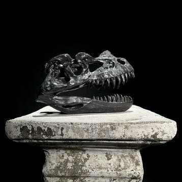 Geen reserveprijs - Een replica van een dinosaurus-schedel -