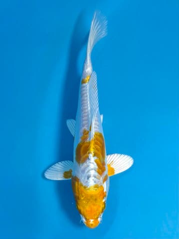 Japanse koi veilingen voor elk budget www.koiveiling.com, Dieren en Toebehoren, Karper of Koi