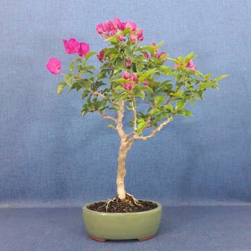 Kahle Drillingsbloem-Bonsai (Bougainvillea) - Hoogte (boom):