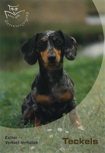 Teckels / Basisgids dierenverzorging 9789058411358, Verzenden, Gelezen, E. Verhoef-Verhallen