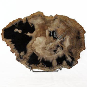 Versteend hout - Gefossiliseerd hout - Dipterocarpus - 38 cm
