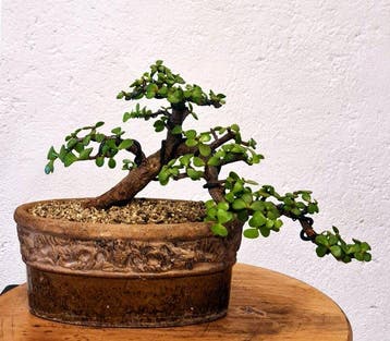 Jade bonsai (Crassula/Portulacaria) - Hoogte (boom): 26 cm -
