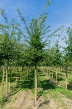 Quercus cerris hoogstam 10/12, Tuin en Terras
