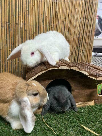 Jonge (hangoor)dwergkonijntjes. Veel keuze en goed advies!, Meerdere dieren, Dwerg, Hangoor, 0 tot 2 jaar