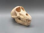 Aap Schedel van een zoogdier - Papio Ursinus - 9 cm - 10 cm